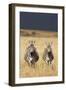 Burchell's Zebras on Savanna Below Stormy Sky-Paul Souders-Framed Photographic Print