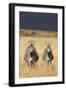 Burchell's Zebras on Savanna Below Stormy Sky-Paul Souders-Framed Photographic Print