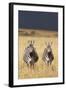 Burchell's Zebras on Savanna Below Stormy Sky-Paul Souders-Framed Photographic Print