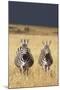 Burchell's Zebras on Savanna Below Stormy Sky-Paul Souders-Mounted Photographic Print