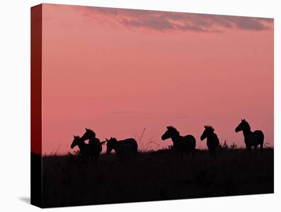 Burchell's Zebras Silhouetted in the Morning Sky of the Maasai Mara, Kenya-Joe Restuccia III-Stretched Canvas