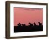 Burchell's Zebras Silhouetted in the Morning Sky of the Maasai Mara, Kenya-Joe Restuccia III-Framed Photographic Print