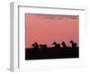 Burchell's Zebras Silhouetted in the Morning Sky of the Maasai Mara, Kenya-Joe Restuccia III-Framed Photographic Print