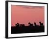 Burchell's Zebras Silhouetted in the Morning Sky of the Maasai Mara, Kenya-Joe Restuccia III-Framed Photographic Print