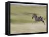 Burchellis Zebras, Masai Mara, Kenya-Adam Jones-Framed Stretched Canvas
