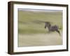 Burchellis Zebras, Masai Mara, Kenya-Adam Jones-Framed Photographic Print