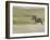 Burchellis Zebras, Masai Mara, Kenya-Adam Jones-Framed Photographic Print