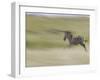 Burchellis Zebras, Masai Mara, Kenya-Adam Jones-Framed Photographic Print