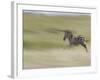 Burchellis Zebras, Masai Mara, Kenya-Adam Jones-Framed Photographic Print