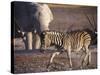 Burchells Zebra and Elephants at Waterhole-Mark Hannaford-Stretched Canvas