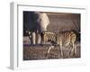 Burchells Zebra and Elephants at Waterhole-Mark Hannaford-Framed Photographic Print