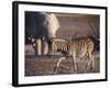 Burchells Zebra and Elephants at Waterhole-Mark Hannaford-Framed Photographic Print