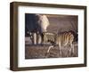 Burchells Zebra and Elephants at Waterhole-Mark Hannaford-Framed Photographic Print