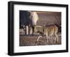 Burchells Zebra and Elephants at Waterhole-Mark Hannaford-Framed Photographic Print