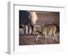 Burchells Zebra and Elephants at Waterhole-Mark Hannaford-Framed Photographic Print