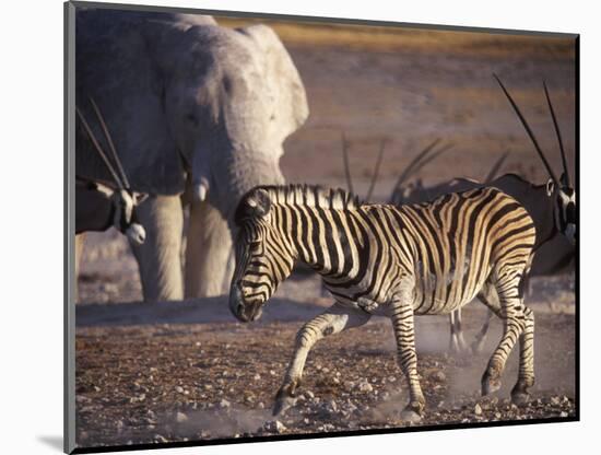 Burchells Zebra and Elephants at Waterhole-Mark Hannaford-Mounted Photographic Print