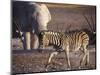 Burchells Zebra and Elephants at Waterhole-Mark Hannaford-Mounted Photographic Print