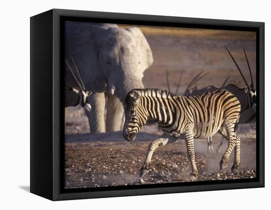 Burchells Zebra and Elephants at Waterhole-Mark Hannaford-Framed Stretched Canvas