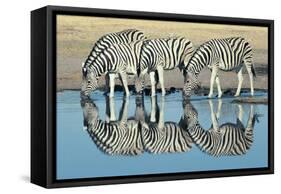 Burchells Zebra (Equus Burchelli) Drinking at Waterhole, Etosha, Namibia-Digital Vision.-Framed Stretched Canvas