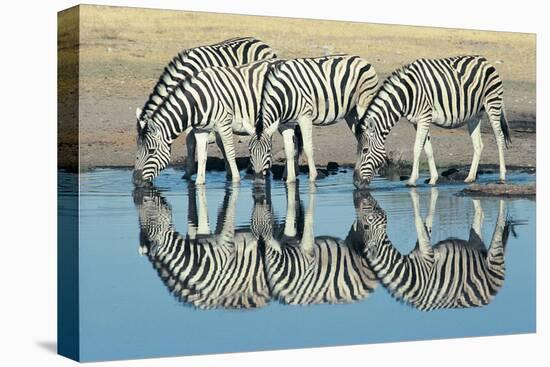 Burchells Zebra (Equus Burchelli) Drinking at Waterhole, Etosha, Namibia-Digital Vision.-Stretched Canvas