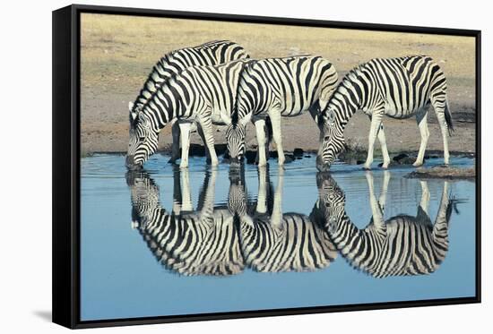 Burchells Zebra (Equus Burchelli) Drinking at Waterhole, Etosha, Namibia-Digital Vision.-Framed Stretched Canvas