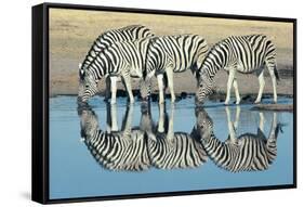 Burchells Zebra (Equus Burchelli) Drinking at Waterhole, Etosha, Namibia-Digital Vision.-Framed Stretched Canvas