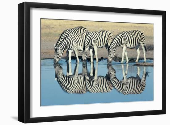 Burchells Zebra (Equus Burchelli) Drinking at Waterhole, Etosha, Namibia-Digital Vision.-Framed Premium Photographic Print