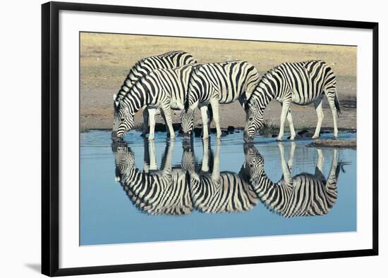 Burchells Zebra (Equus Burchelli) Drinking at Waterhole, Etosha, Namibia-Digital Vision.-Framed Premium Photographic Print