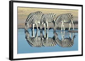 Burchells Zebra (Equus Burchelli) Drinking at Waterhole, Etosha, Namibia-Digital Vision.-Framed Premium Photographic Print