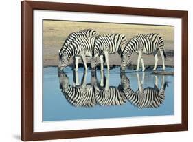 Burchells Zebra (Equus Burchelli) Drinking at Waterhole, Etosha, Namibia-Digital Vision.-Framed Photographic Print