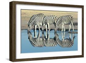 Burchells Zebra (Equus Burchelli) Drinking at Waterhole, Etosha, Namibia-Digital Vision.-Framed Photographic Print