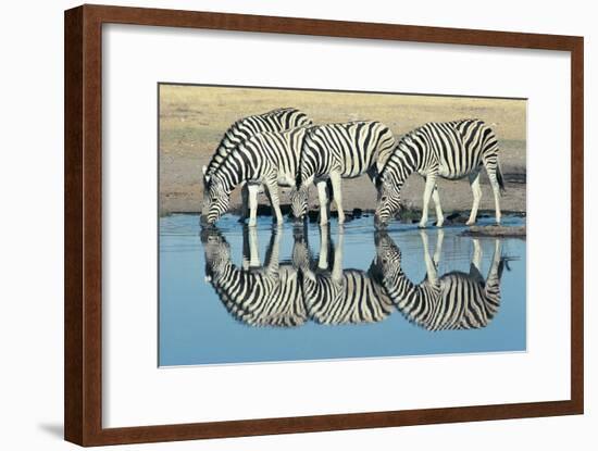 Burchells Zebra (Equus Burchelli) Drinking at Waterhole, Etosha, Namibia-Digital Vision.-Framed Photographic Print