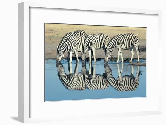 Burchells Zebra (Equus Burchelli) Drinking at Waterhole, Etosha, Namibia-Digital Vision.-Framed Photographic Print