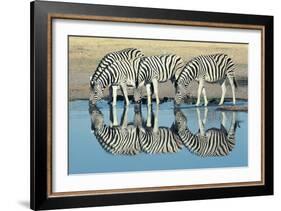 Burchells Zebra (Equus Burchelli) Drinking at Waterhole, Etosha, Namibia-Digital Vision.-Framed Photographic Print