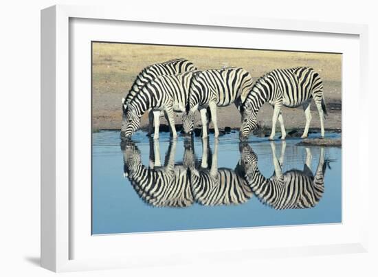 Burchells Zebra (Equus Burchelli) Drinking at Waterhole, Etosha, Namibia-Digital Vision.-Framed Photographic Print