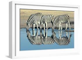 Burchells Zebra (Equus Burchelli) Drinking at Waterhole, Etosha, Namibia-Digital Vision.-Framed Photographic Print