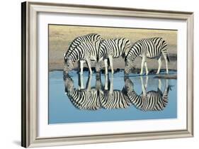 Burchells Zebra (Equus Burchelli) Drinking at Waterhole, Etosha, Namibia-Digital Vision.-Framed Photographic Print