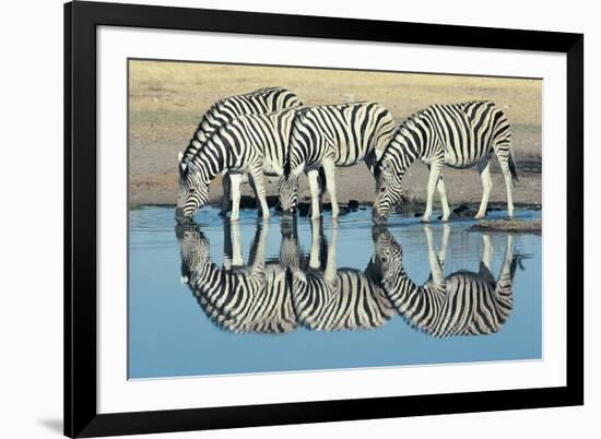 Burchells Zebra (Equus Burchelli) Drinking at Waterhole, Etosha, Namibia-Digital Vision.-Framed Photographic Print