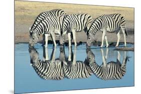 Burchells Zebra (Equus Burchelli) Drinking at Waterhole, Etosha, Namibia-Digital Vision.-Mounted Photographic Print