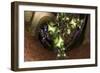 Burgeoning Forth-Fractalicious-Framed Giclee Print