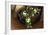 Burgeoning Forth-Fractalicious-Framed Giclee Print