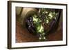 Burgeoning Forth-Fractalicious-Framed Giclee Print