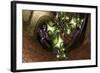 Burgeoning Forth-Fractalicious-Framed Giclee Print