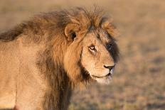 Panthera Leo, Lion, Loewe, Male-Burghard Schreyer-Mounted Photographic Print