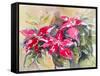 Burgundy Clematis-Mary Smith-Framed Stretched Canvas