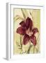 Burgundy Day Lily-Cheri Blum-Framed Art Print