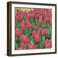 Burgundy Lace-Bent Rej-Framed Giclee Print