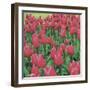 Burgundy Lace-Bent Rej-Framed Giclee Print