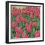 Burgundy Lace-Bent Rej-Framed Giclee Print