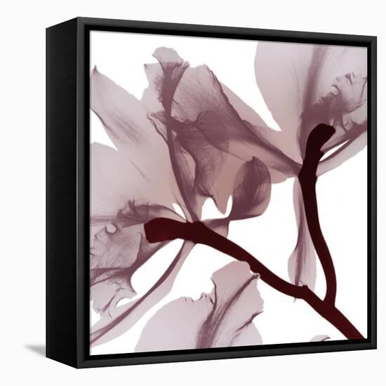 Burgundy  Luster 2-Albert Koetsier-Framed Stretched Canvas